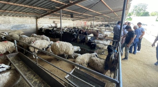 Elazığ’da hayvan borsası şap hastalığı nedeniyle kapatıldı