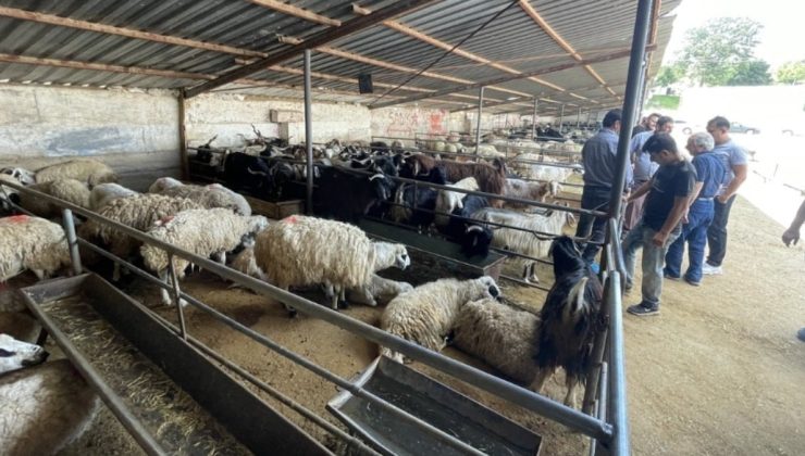 Elazığ’da hayvan borsası şap hastalığı nedeniyle kapatıldı